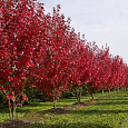 Клен красный Brandywine Клен красный Brandywine