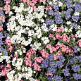 Незабудка садовая Смесь окрасок
