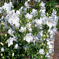 Колокольчик (Кампанула) персиколистный Takion White