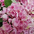 Гортензия крупнолистная Endless Summer The Original Pink