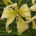 Лилейник гибридный Heavenly Curls