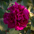 Пион древовидный Red Flower Hidden Among Twigs