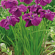 Ирис японский Гуд Омен