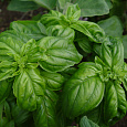 Базилик овощной Тонус