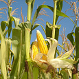 Кукуруза Кукуруза