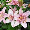 Лилия азиатская Танго Оушн Бриз