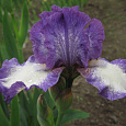 Ирис бородатый Си Джей