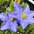Клематис крупноцветковый Юста