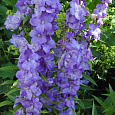 Колокольчик (Кампанула) пирамидальный Lavender Blue