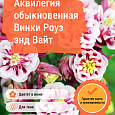 Аквилегия обыкновенная Винки Роуз энд Вайт