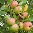 Яблоня Непобедимый Яблоня Непобедимый