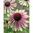 Эхинацея пурпурная Фонтейн Пинк Ай