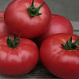 Томат Сахарок