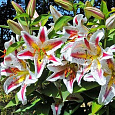 Лилия восточная Плейтайм
