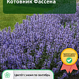 Котовник Фассена Котовник Фассена