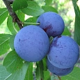Слива Евразия 21