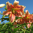 Лилия ОТ-гибрид Ред Хот