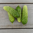 Огурец Сортовой Капелька