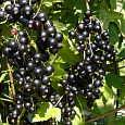Смородина черная Добрыня