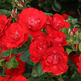 Роза Флорибунда Tornado