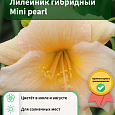 Лилейник гибридный Mini pearl Лилейник гибридный Mini pearl