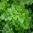 Петрушка Бриз