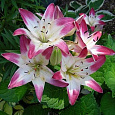 Лилия азиатская Лоллипоп