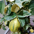 Цитрус Лимон Вариегата