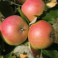 Яблоня Юбилей Москвы