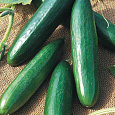 Огурец  Дива F1