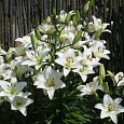 Лилия азиатская Йети