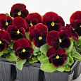 Виола крупноцветковая Инспайер Плюс Ред Блотч