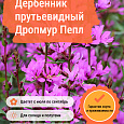 Дербенник прутьевидный Дропмур Пепл