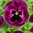 Виола крупноцветковая Селло Неон Парпл